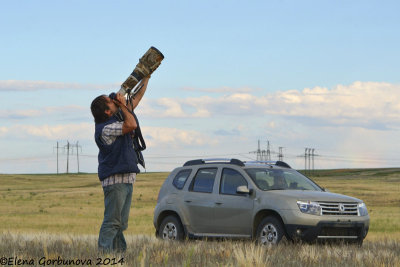 Russia (Orsk Oblast) - Photographing displaying White-winged Larks on the Russian Steppes