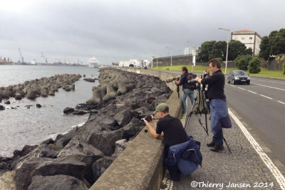 Azores (Sao Miguel Is.) - Photo shooting of the Willet at Ponta Delgada ETAR with Markku and Janne