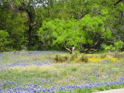 Bluebonnets (2015)