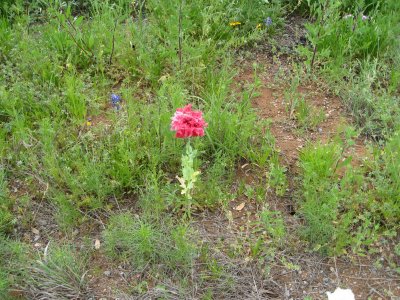 ornamental peony poppy (Papaver paeoniflorum)  (2015)