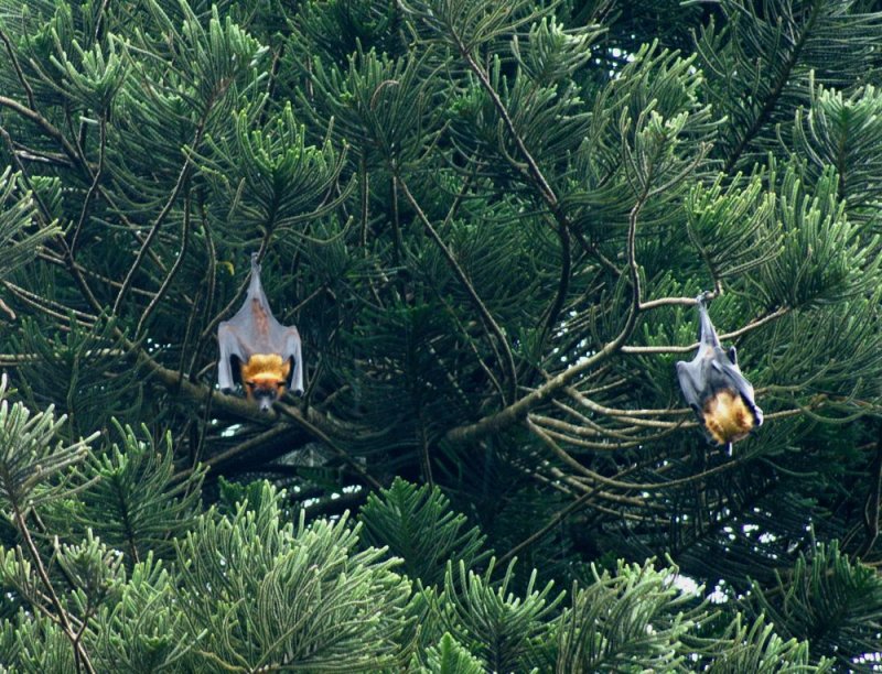 Bats in the rain