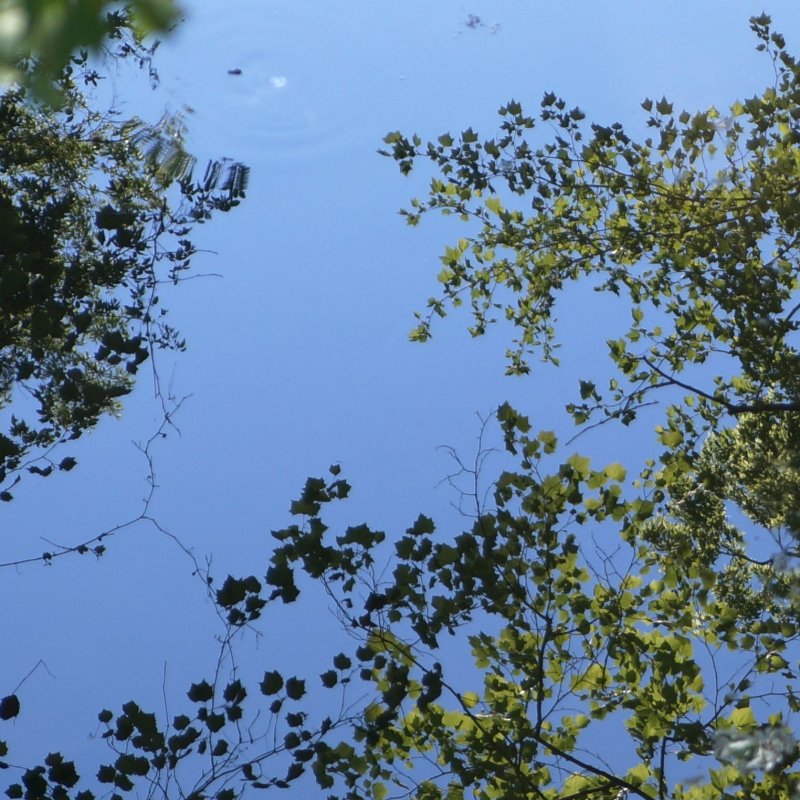 Reflection in the bayou