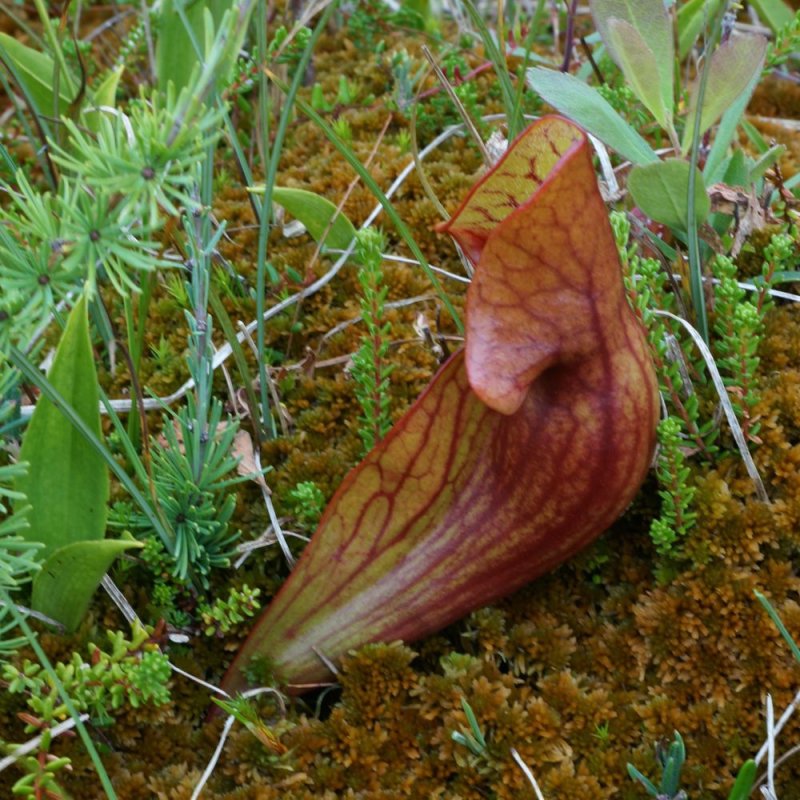 Pitcher plant