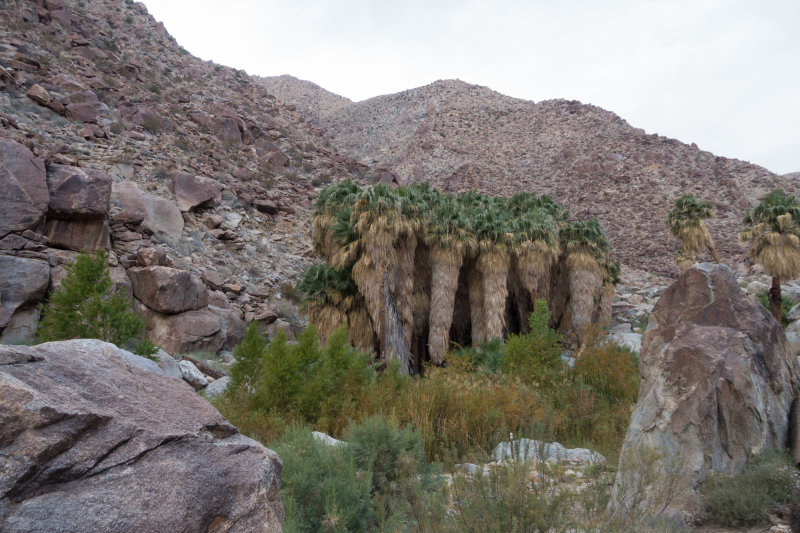 A grove of Washingtonia palms