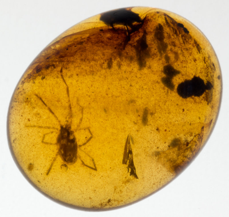 Large mite, Bryobia Praetiosa (Acari:Tetranychidae), 12 mm amber specimen.