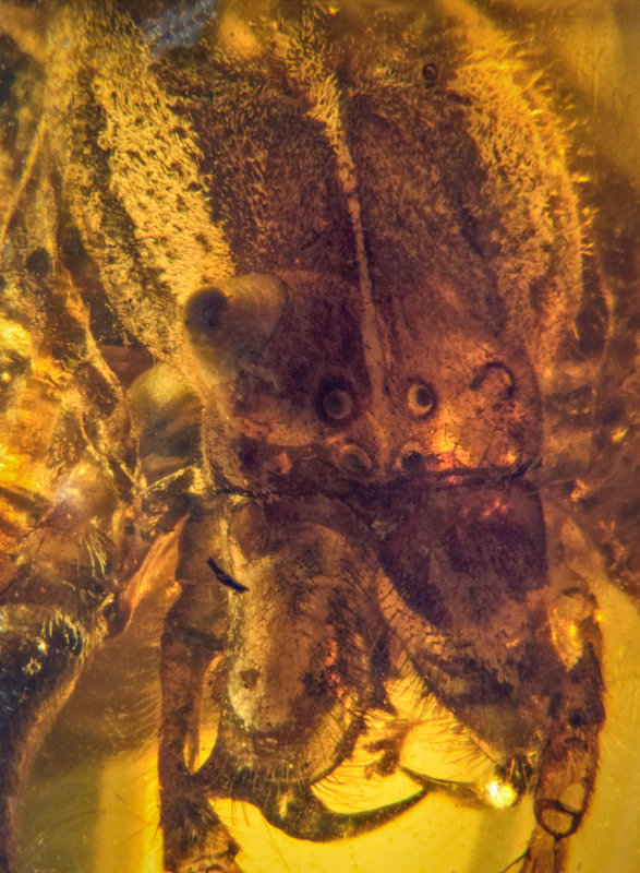 Fangs, eyes and cephalothorax (with white stripes) of araneaeid spider, filling 16 mm burmite amber.