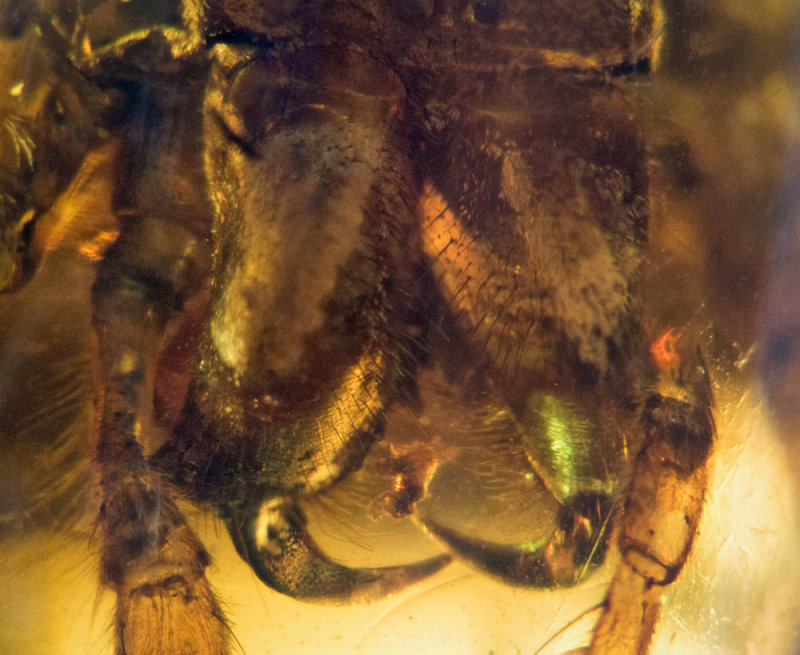 Fangs, eyes and cephalothorax (with white stripes) of araneaeid spider, filling 16 mm burmite amber.