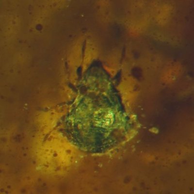 Oribatid mite (Acari), 1 mm, in Burmese amber