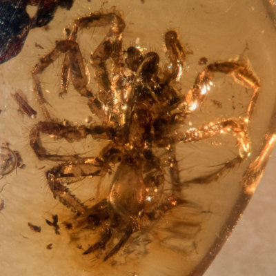 A complete 6 mm spider in Burmite amber from Myanmar.