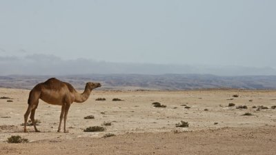 Camel high on the jebel with the khareef fog in the background