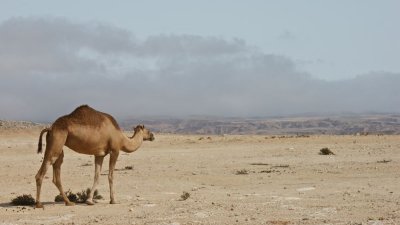 Camel high on the jebel with the khareef fog in the background