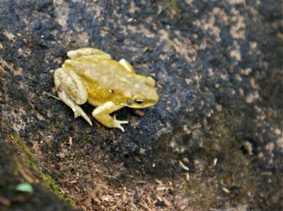 Frog in Wadi Dirbat