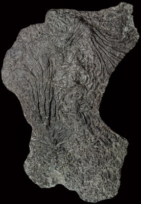 Pentacrinites dichotomus, 15 cm specimen. Upper Lias Bituminous shales, L Jurassic, Whitby, N Yorkshire.