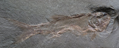 11 cm long complete palaeoniscid fish. Bear Gulch.