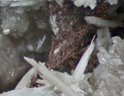 Dendritic native silver on matrix with cerussite crystals to 5 mm on 46 mm matrix. Force Crag Mine, Coledale, Cumbria.