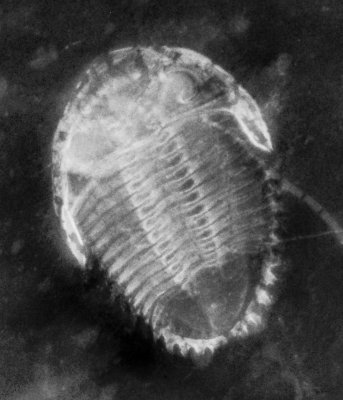 X-radiograph showing Rhenops sp, 45 mm long. Limbs are visible.