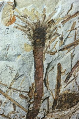 A beautiful bennetitale flower from the Lower Cretaceous Jehol biota of China.