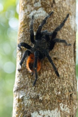 Tarantula Coba