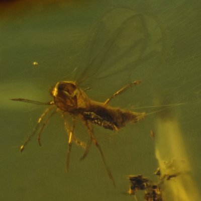 New Jersey male coccoid, 1 mm