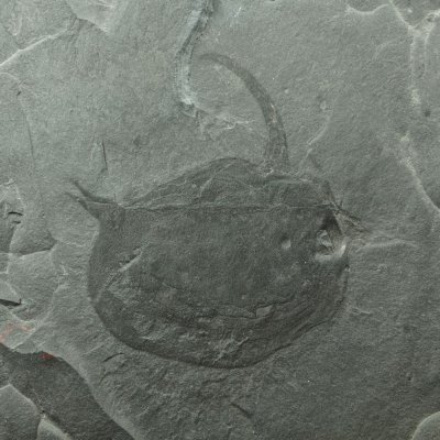 Pseudarctolepis sharpi 6 cm. Wheeler Shale, Middle Cambrian, Millard County, Utah.