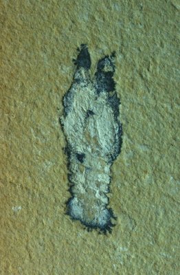 Slipper lobster (Decapoda: Scyllaridae), 25 mm on 5 cm slab. Cenomanian, Cretaceous, Hjula, Lebanon. 