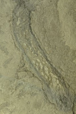 Margaretia dorus. Marine alga, 140 mm. Wheeler Formation, Middle Cambrian. House Range, Millard County, Utah, USA.