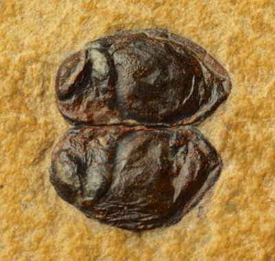 Fine 8 mm bivalved arthropod, Anabarochilina australis (Hinz-Schallreuter), Middle-Upper Cambrian Marjum Formation, Millard Co.