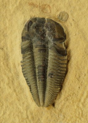 Menomonia sahratiani sp, 17 mm Weeks Formation, Middle Cambrian. Millard County, Utah.