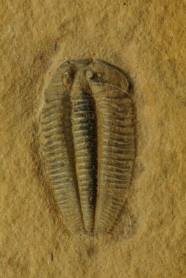 Densonella sp., 16 mm Weeks Formation, Middle Cambrian. Millard County, Utah.