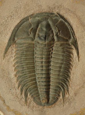 Modocia typicalis, 36 mm trilobite. Marjum Formation, Millard County, Utah.