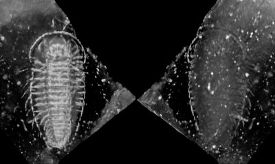 Dorsal and ventral views in micro CT scan of pyritized Triarthrus eatoni with limbs, 22 mm. 