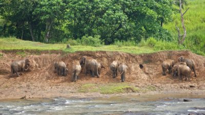 Elephants, Tea, Religion