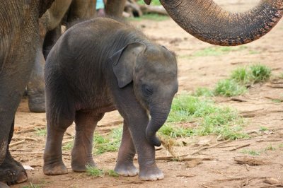 Elephant babe.jpg