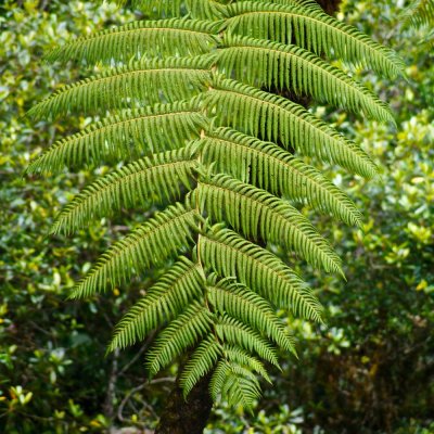 Horton Plateau tree fern