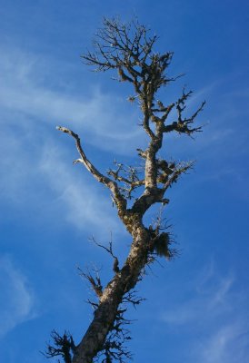 Horton Plateau mossy tree