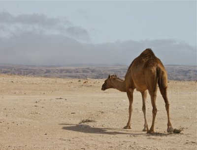 Salalah camel 3.jpg