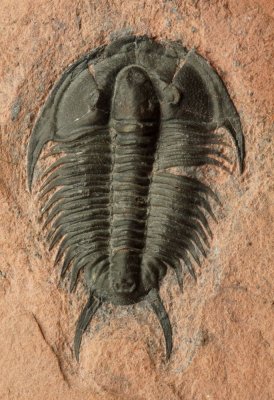 Tricrepicephalus texanus, 55 mm. Weeks Formation, Millard County, Utah.