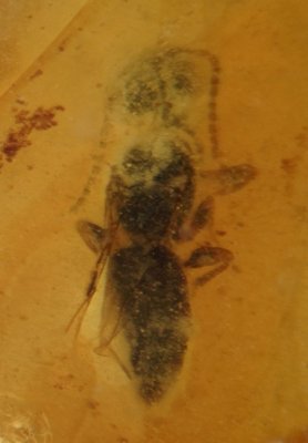 New Jersey bethylid or scolebythid wasp, 3 mm,  on amber stalactite