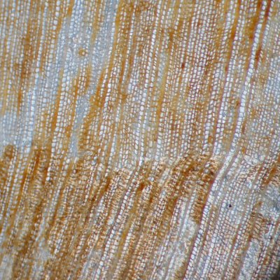 Callixylon whiteanum, cross section of wood, field of view about 3 mm, Woodford Shale, Upper Devonian, Murray Co., Oklahoma.
