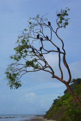 The vulture tree