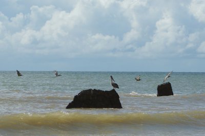 Trini pelicans
