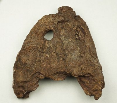 Trimerorhachis insignis, 12 cm skull, Lower Permian, Hennessy Formation, Tillman County, Oklahoma, USA.