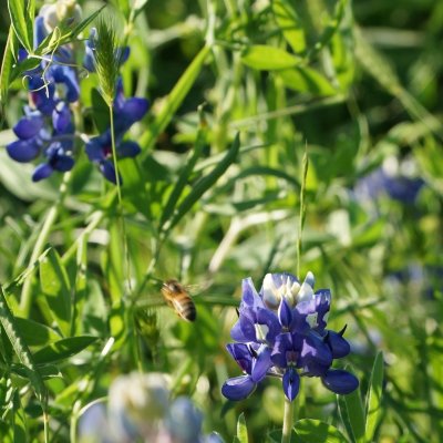 Blue bonnets and bee