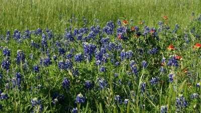 Bayou flowers