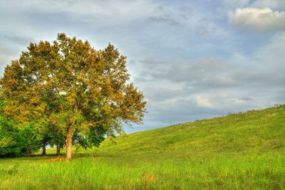 The tree and the levee