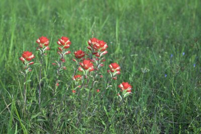 Indian paintbrush