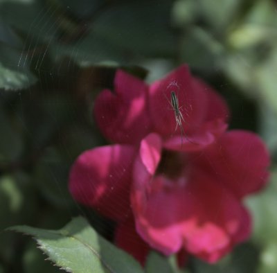 Spider rose 2.jpg