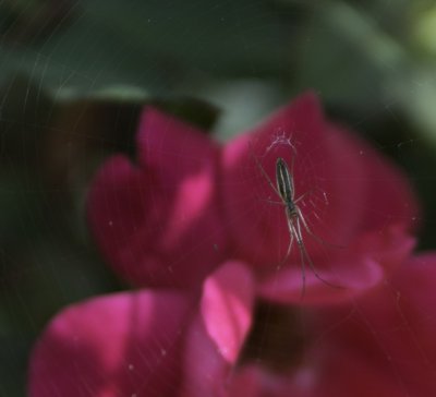 Spider rose 3.jpg