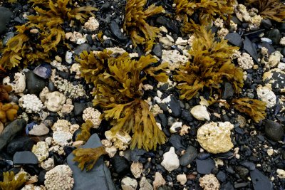Coralline algae and seaweed