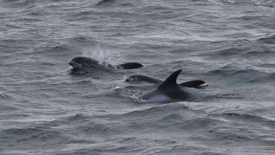 White-beaked dolphins